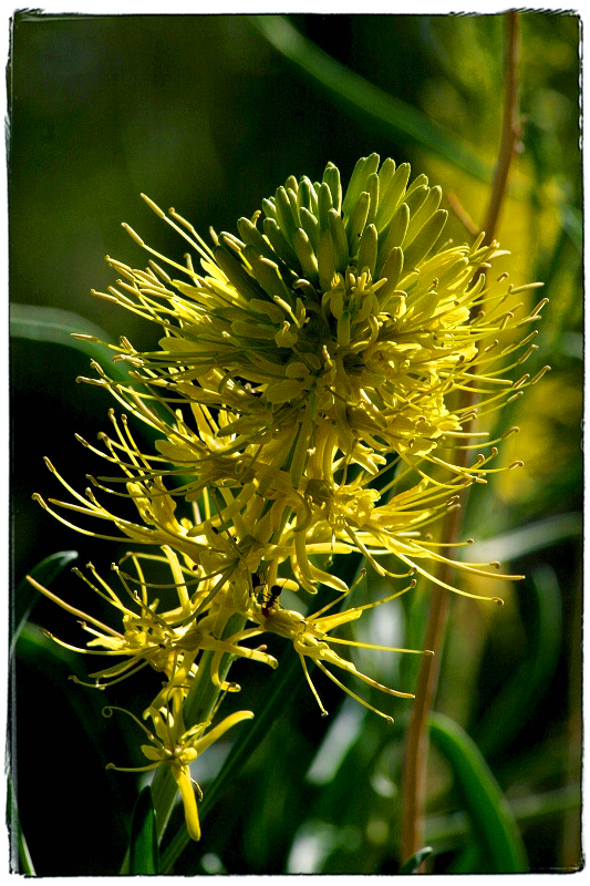 Yellow Wildflower Death Valley, CA � Dave Hickey